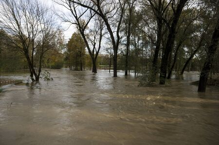 flooded land and trees near riverの写真素材