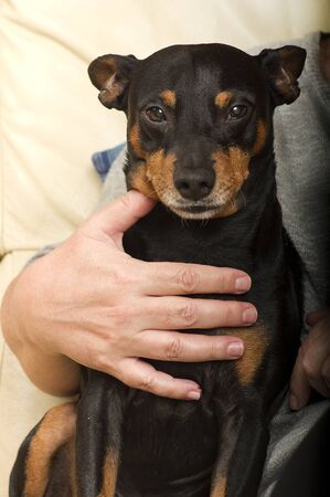 portrait of a dog Pinscher in the arms of his mistressの写真素材