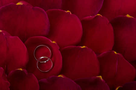 Wedding bands on rose petalsの写真素材