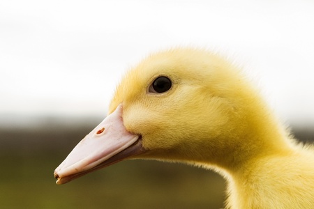 Duckling of farm for fatteningの写真素材