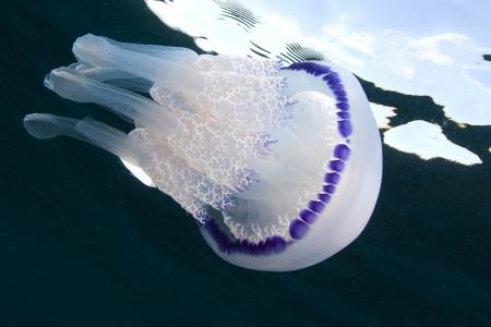 Jellyfish in the water looking at the skyの写真素材