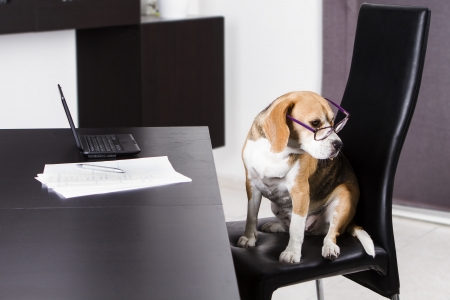 Dog doing the homework on the table with a laptopの写真素材