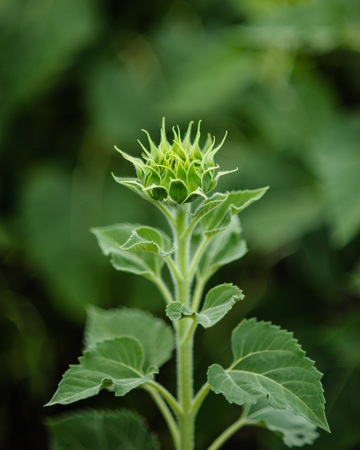 sun flowerの写真素材