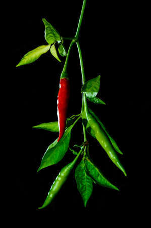 Thai's red chili and two green with branch shot on black backgroundの写真素材