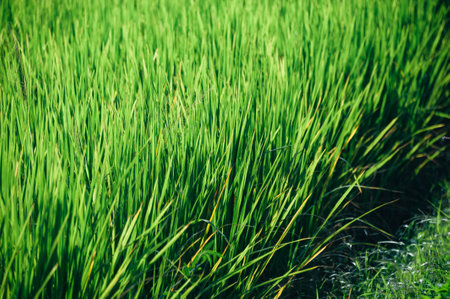 green young rice in a field backgroundの写真素材