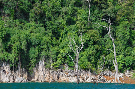 Thai beautiful green forest grow on a mountain