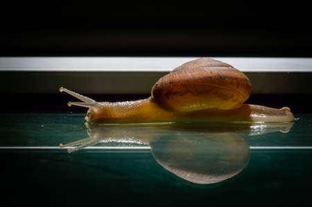 Snail on mirrorの写真素材