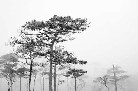 thai's pine wood with foggy sceneの写真素材