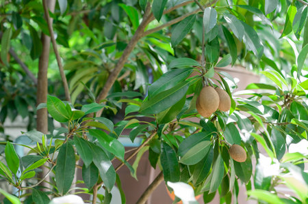 Thai's sapodilla in backyard