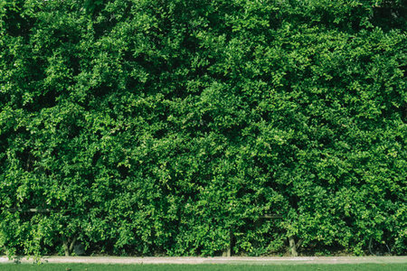 a green bush wall wiith green lawn