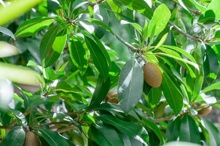 Thai's sapodilla in backyardの写真素材
