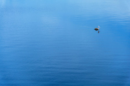 a pelican swim along in a big lakeの写真素材