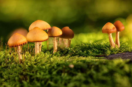 Orange mushrooms in the mossの写真素材