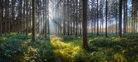 Sun rays in the forest