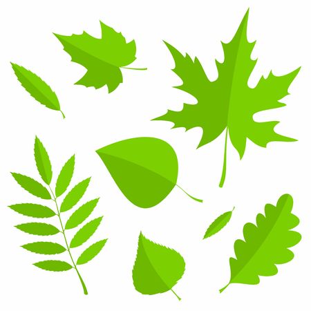 Set of green Spring Leaves in flat style isolated on white background. Vector Illustration.のイラスト素材