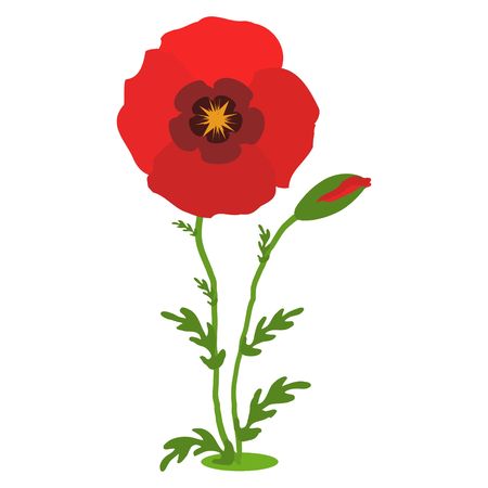 Poppy flowers. Red poppies with stems on white background. Vector Illustrationのイラスト素材