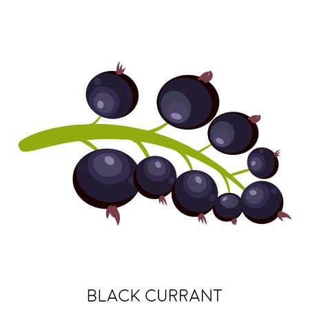 Black currant berry flat icon isolated on white background. Sweet fruit. Eco delicious summer food. Vector illustrationのイラスト素材