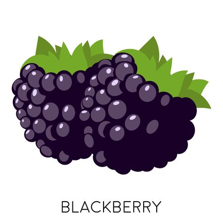 Blackberry flat icon isolated on white background. Sweet fruit. Healthy Forest berry. Eco delicious summer food. Vector illustrationのイラスト素材
