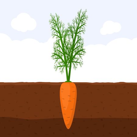 Carrot with green sprout on top in soil, Fresh organic vegetable garden plant growing underground, Cartoon flat vector illustration.のイラスト素材