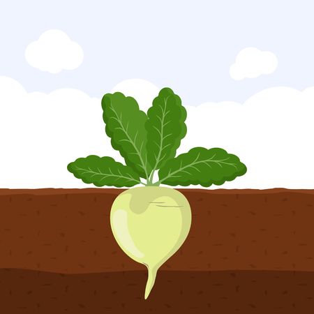 Radish with green leaves on top in soil, Fresh organic vegetable garden plant growing underground, Cartoon flat vector illustration.のイラスト素材