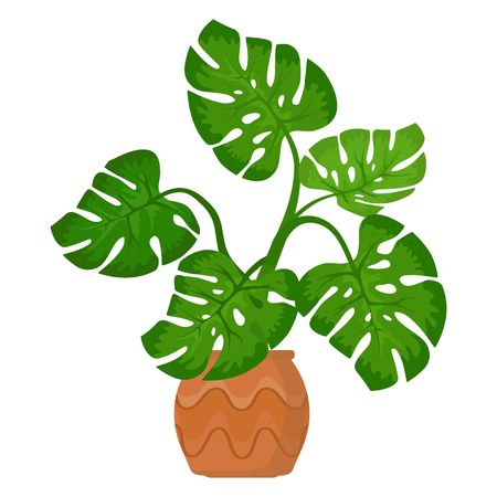 Monstera plant in pot on white background. Decorative indoor houseplant. Office and house plant. Vector illustrationのイラスト素材