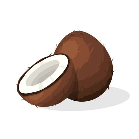 Coconut brown fruit half cut slice isolated on white background. Summer fruits for healthy lifestyle. Tropical food, organic natural product. Vector illustrationのイラスト素材