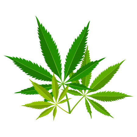 Green marijuana leaves. Medical cannabis plant, Herbal indica sativa. Natural hemp. Addiction smoke weed drugs Illegal narcotic. Vector illustrationのイラスト素材