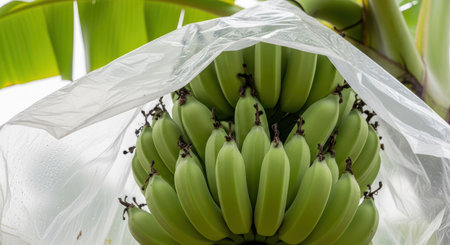 Cluster of green bananas growing under plastic cover on banana treeの素材