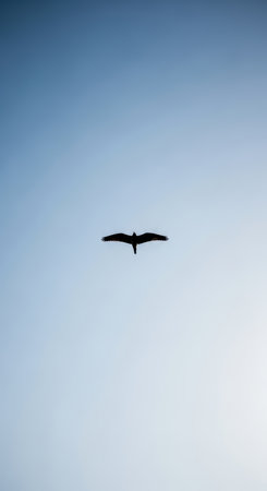 Silhouette of a lone bird soaring against a clear blue skyの素材