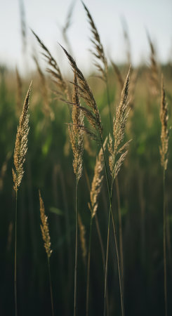 Tall golden grasses swaying in a sunlit fieldの素材