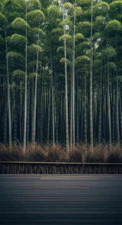 Serene dense bamboo forest with wooden pathway in tranquil nature settingの素材