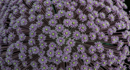 Close-up of allium flower bloom with delicate purple petals in full bloomの素材