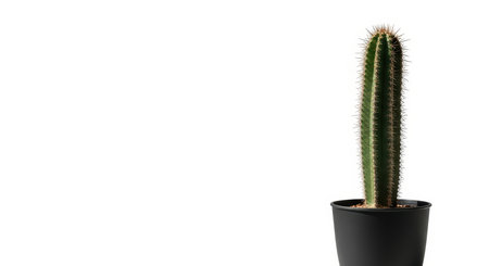 Tall green cactus in black pot isolated on white backgroundの素材