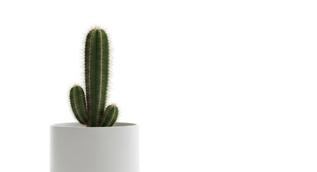 Minimalist cactus in white planter against clean backgroundの素材