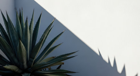 Agave plant with geometric shadow on white wallの素材