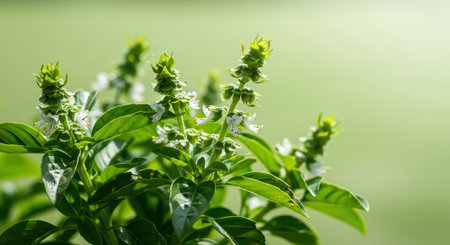 Close-up of blossoming basil plant with green leaves in sunlightの素材