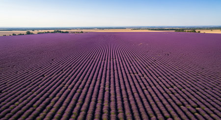 Stunning aerial view of lavender fields in full bloom under clear blue skyの素材