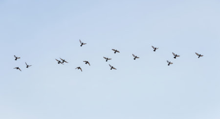 Flock of birds in formation against clear blue skyの素材