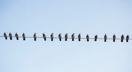 Flock of pigeons perched on telephone wire against clear skyの素材
