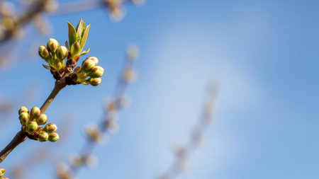 Close-up of cherry blossom buds on branch with blue sky background.の素材