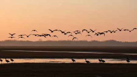 Sunset migration of birds over serene wetlands.の素材