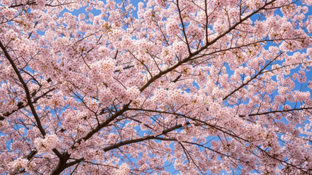 Cherry blossom tree in full bloom under clear blue sky.の素材
