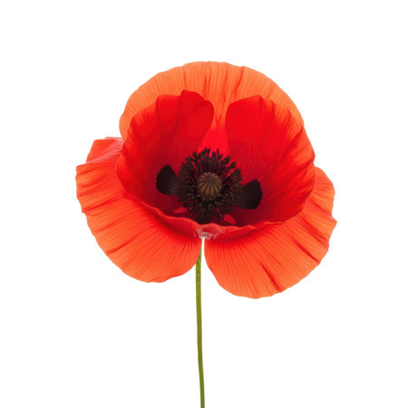 Vibrant red poppy flower on transparent background with detailed petals and stem.の素材