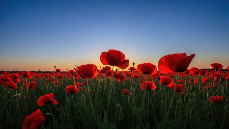 Vibrant red poppy field at sunrise capturing nature's beauty and tranquility.の素材