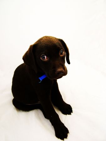 cute labrador puppyの写真素材