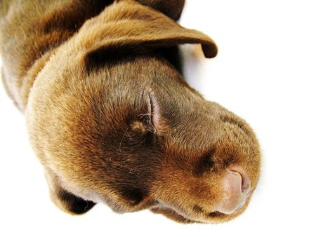 labradorの写真素材