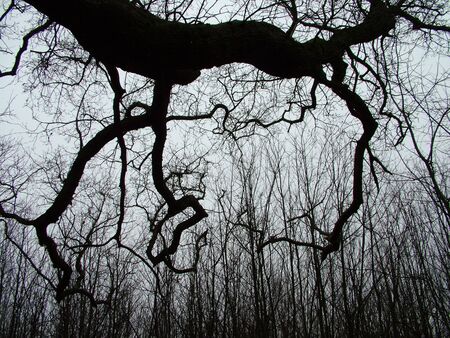 dark tree branch