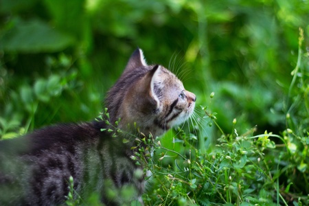 Kitty looking up behind the grassの写真素材