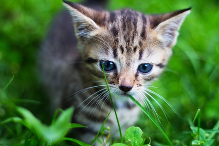 Kitty looking down in front of grassの写真素材