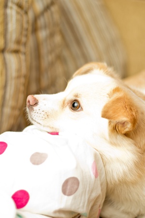 Little dog look up having head on kneeの写真素材